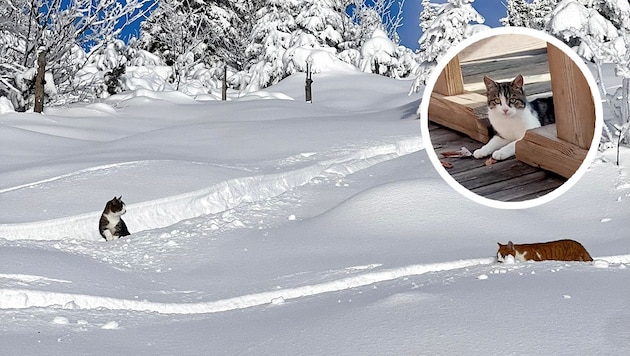 Zwei Kater sind im Tal, eine Katze aber dürfte noch am Berg herumstreunen.