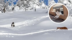 Zwei Kater sind im Tal, eine Katze aber dürfte noch am Berg herumstreunen.