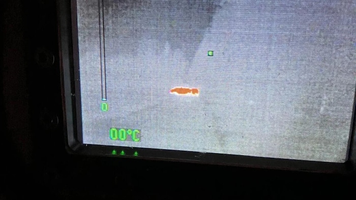 Eines der Rinder, das mithilfe der Wärmebildkamera geortet worden war.