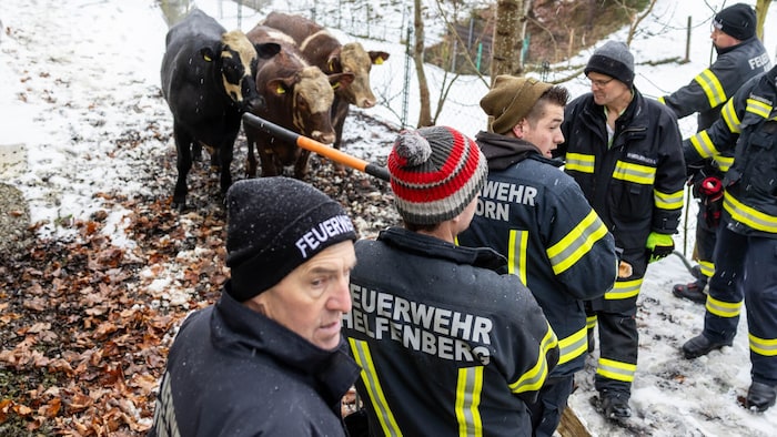 Die Einsatzkräfte mussten die immer aggressiver werdenden Rinder teilweise mit Schneestangen auf ...