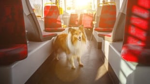 Künftig sind beim ersten Hund jährlich 120 statt wie bisher 72,67 Euro zu entrichten und für ...