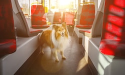 Künftig sind beim ersten Hund jährlich 120 statt wie bisher 72,67 Euro zu entrichten und für ...
