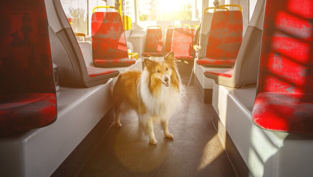 Künftig sind beim ersten Hund jährlich 120 statt wie bisher 72,67 Euro zu entrichten und für ...