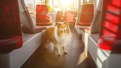 Künftig sind beim ersten Hund jährlich 120 statt wie bisher 72,67 Euro zu entrichten und für ...