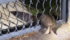 Tierischer Einsatz für die freiwillige Feuerwehr in Schwechat