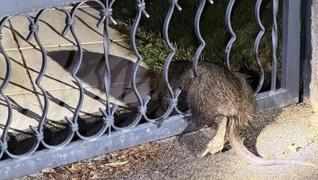 Tierischer Einsatz für die freiwillige Feuerwehr in Schwechat