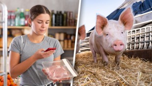 Augen auf beim Einkauf! Weniger als ein Viertel der Schweine haben vor dem Weg ins Schlachthaus ...