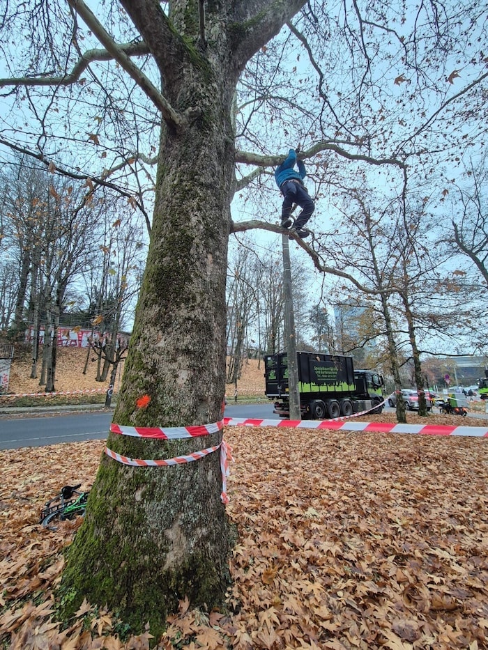 Aktivisten wollen die Fällungen verhindern.