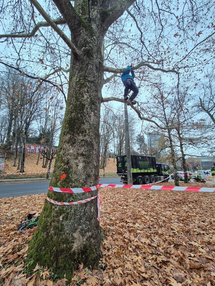 Aktivisten wollen die Fällungen verhindern.