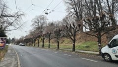 Die angekündigten Baumrodungen haben Dienstag Vormittag begonnen.