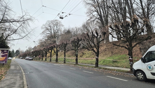 Die angekündigten Baumrodungen haben Dienstag Vormittag begonnen.