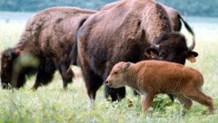 Das Bisonkalb und seine Mutter überlebten nicht. (Symbolbild)