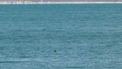 Die Rückenflosse eines Kalifornischen Schweinswals während einer Zählung im Jahr 2023.