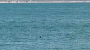 Die Rückenflosse eines Kalifornischen Schweinswals während einer Zählung im Jahr 2023.