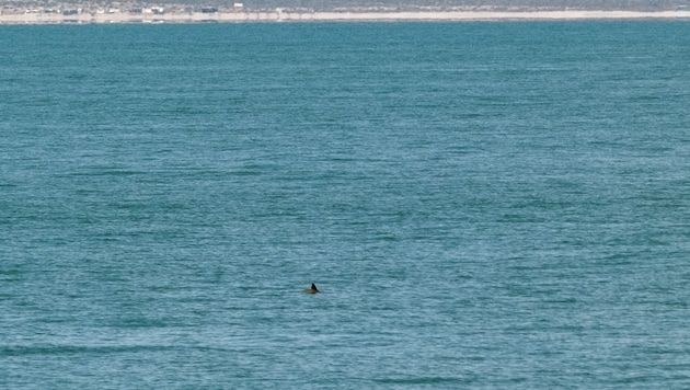 Die Rückenflosse eines Kalifornischen Schweinswals während einer Zählung im Jahr 2023.