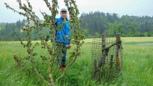 Landwirt Josef Stirmayr (61) mit einer abgeschnittenen Baumkrone