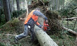 Forstarbeiten sind gefährlich. Jedes Jahr kommt es zu mehr als 1000 Unfällen in Österreich, Jahr ...