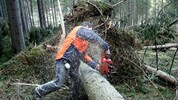 Jahrzehnte arbeitete der Kärntner im Wald – und brachte sich tagtäglich in Gefahr (Symbolbild)