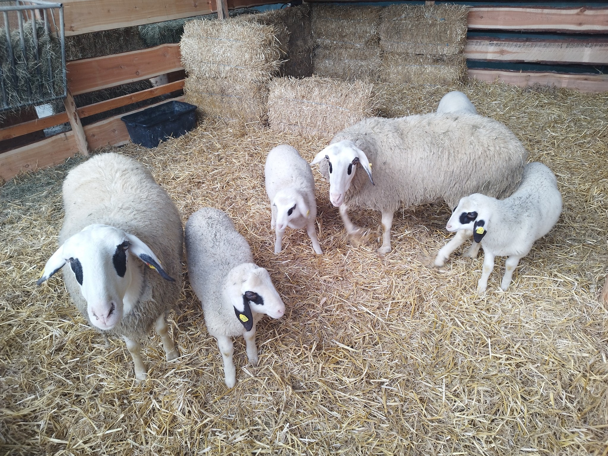 Kärntner Brillenschafe: Lassen sie sich von den Besuchern des Familienadvent beobachten oder ...