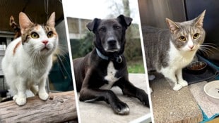 Ob die Katzen Boncuk und Lucy oder Hund Lucky, sie alle suchen einen schönen Platz zum Leben.