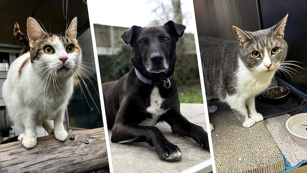 Ob die Katzen Boncuk und Lucy oder Hund Lucky, sie alle suchen einen schönen Platz zum Leben.