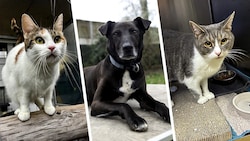 Ob die Katzen Boncuk und Lucy oder Hund Lucky, sie alle suchen einen schönen Platz zum Leben.