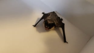 Fledermaus-Einsatz für die Feuerwehr in Mödling.