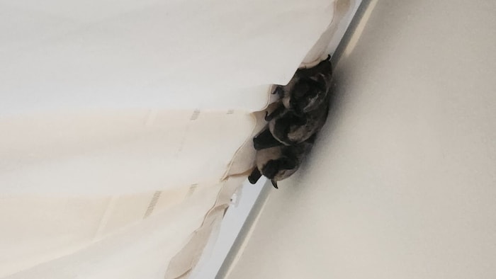 An der Vorhangsstange hingen die Fledermäuse.