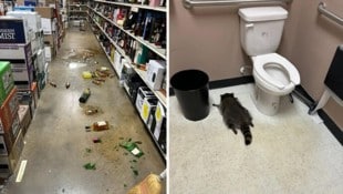 Der Waschbär hinterließ ein Chaos, bevor er auf der Toilette einschlief.