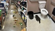 Der Waschbär hinterließ ein Chaos, bevor er auf der Toilette einschlief.