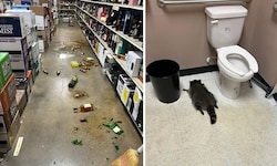 Der Waschbär hinterließ ein Chaos, bevor er auf der Toilette einschlief.
