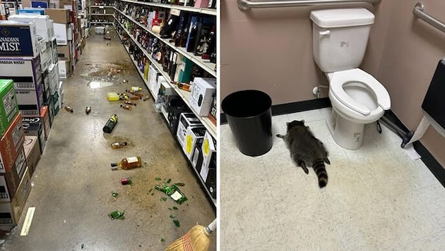 Der Waschbär hinterließ ein Chaos, bevor er auf der Toilette einschlief.