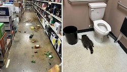 Der Waschbär hinterließ ein Chaos, bevor er auf der Toilette einschlief.