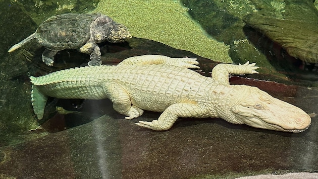 Der Albino-Alligator Claude ist gerne mit Schildkröten durch sein Becken geschwommen.