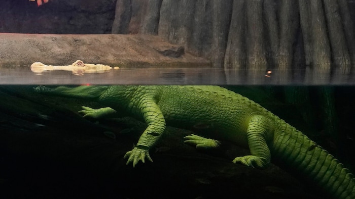 Claude in seinem Aquarium