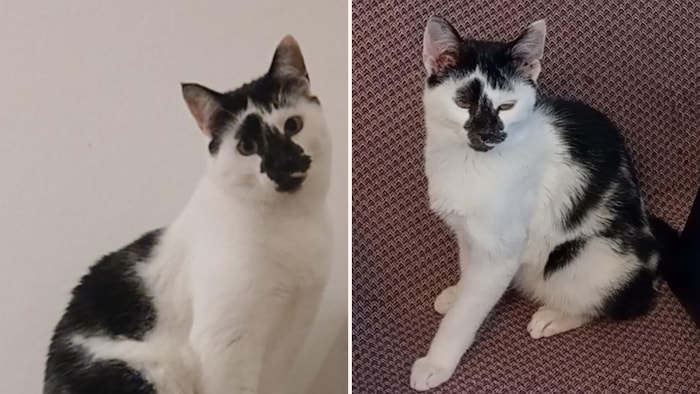 A beautiful unique cat is missing!
