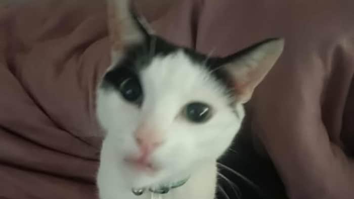 "Da Vinci" is missing!