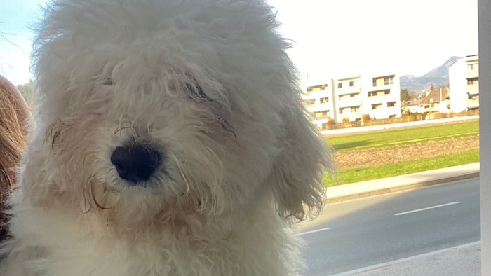 Cute dog has taken the wrong path!