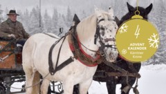 Andreas Neuschitzer und seine Leidenschaft – das Kutschenfahren.