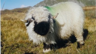 Ein Walliser Schwarznasenschaf, wie dieses, hätte als Therapieschaf Kindern helfen sollen – doch ...