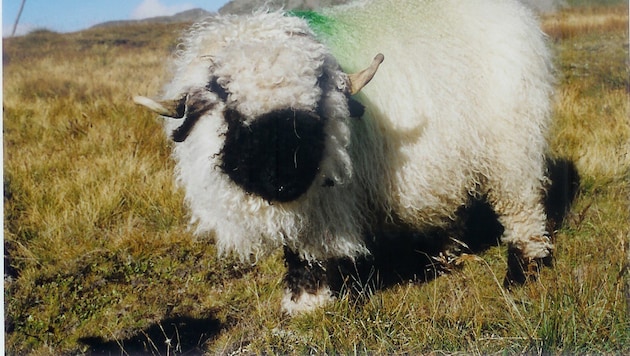 Ein Walliser Schwarznasenschaf, wie dieses, hätte als Therapieschaf Kindern helfen sollen – doch ...