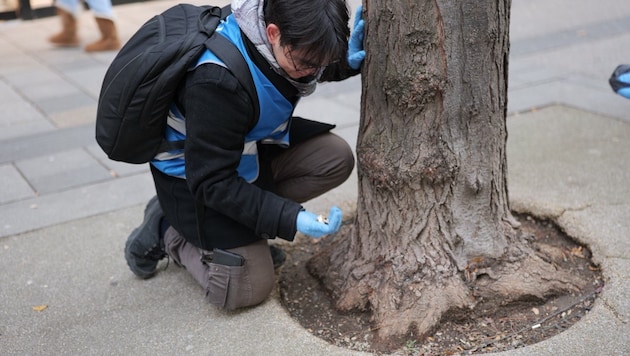 Ein Freiwilliger beim Müllsammeln Ende November.