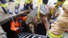 Mit vereinten Kräften wurde das Kalb wohlbehalten aus der Grube gerettet.