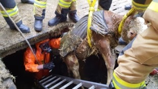 Mit vereinten Kräften wurde das Kalb wohlbehalten aus der Grube gerettet.