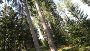 Unsere Wälder sind ein echtes Kapital, liefern Holz für Projekte im ganzen Alpen-Adria-Raum.