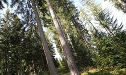Unsere Wälder sind ein echtes Kapital, liefern Holz für Projekte im ganzen Alpen-Adria-Raum.