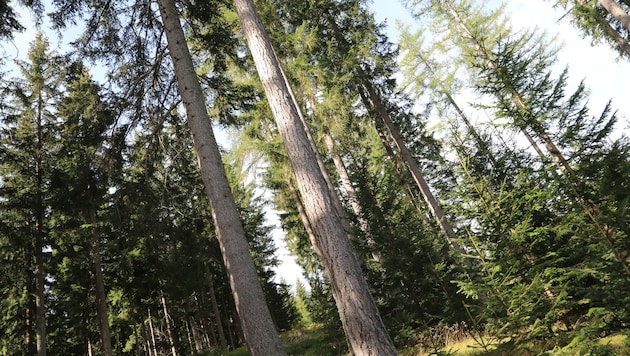 Unsere Wälder sind ein echtes Kapital, liefern Holz für Projekte im ganzen Alpen-Adria-Raum.