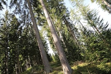 Unsere Wälder sind ein echtes Kapital, liefern Holz für Projekte im ganzen Alpen-Adria-Raum.