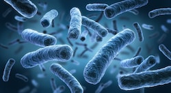 Einer der größten Legionellose-Ausbrüche in Österreichs ereignete sich im Frühjahr in ...