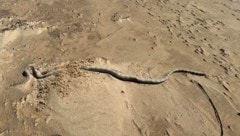 Obwohl viele der Tiere sich zunächst nicht bewegen, könnten einige der giftigen Schlangen noch ...